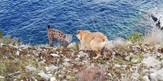 Van Gölü Kıyısında Nesli Tehlikede Olan Vaşak Görüntülendij