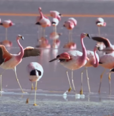 Çelebibağ Flamingo Alanı koruma altında