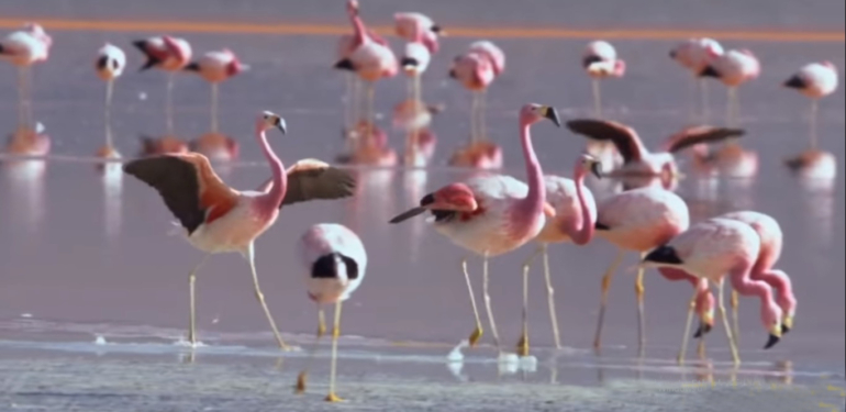 Çelebibağ Flamingo Alanı koruma altında