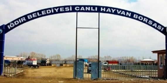 Iğdır kayyımı hayvan pazarını ihalesiz kiraya verdi