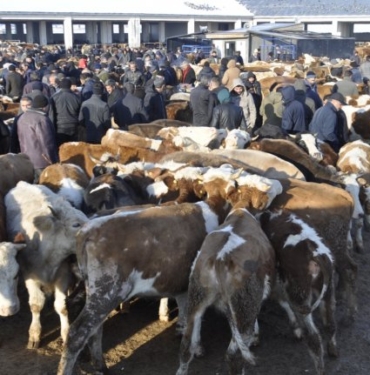 Kars'ta hayvancılık durma noktasında