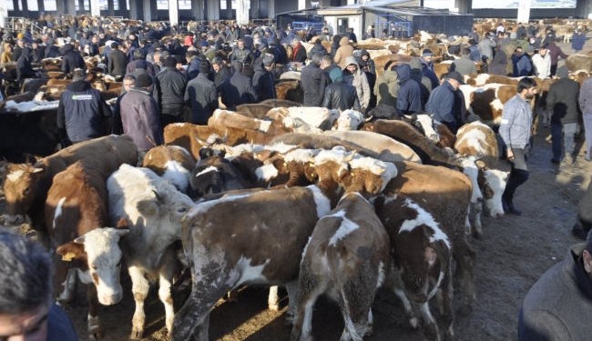 Kars'ta hayvancılık durma noktasında