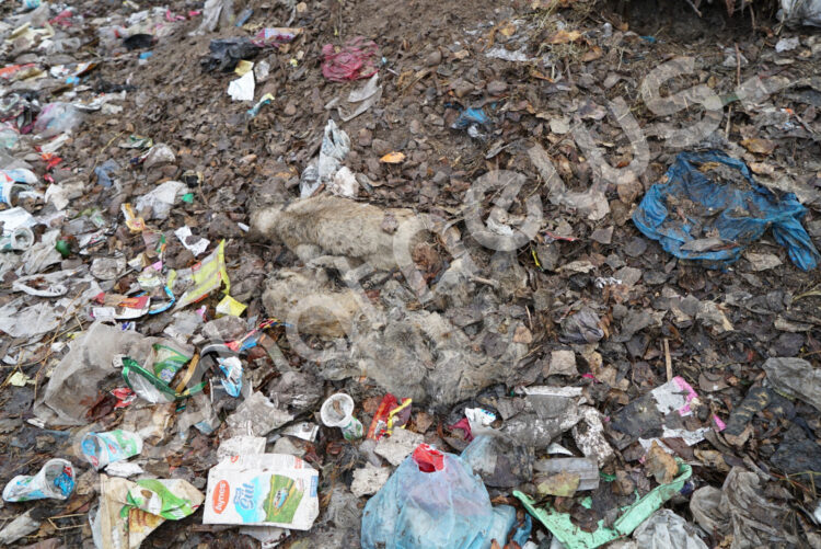 Erciş’te yaşanan sokak hayvanları ölümleri TBMM gündemine taşındı - 05 750x501 1