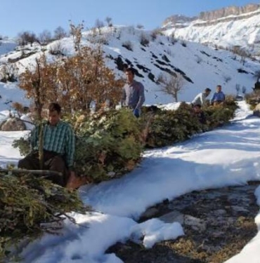 Hakkari