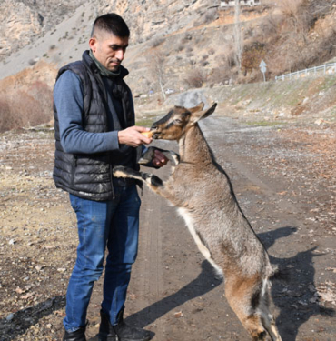 Şemdinli dağ keçisi