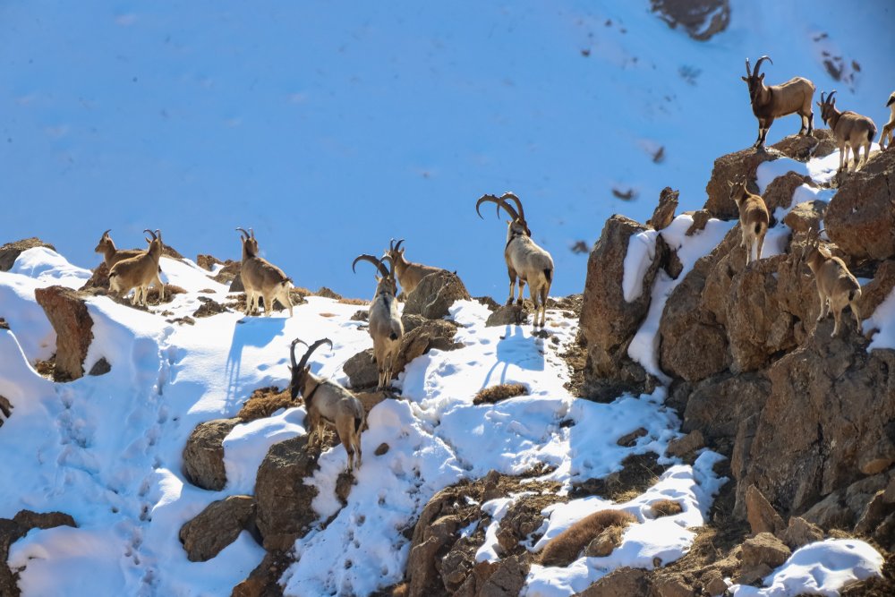 Van'da Pagan Dağı’na renk katan Dağ Keçileri - Van Yabani Keciler.j2