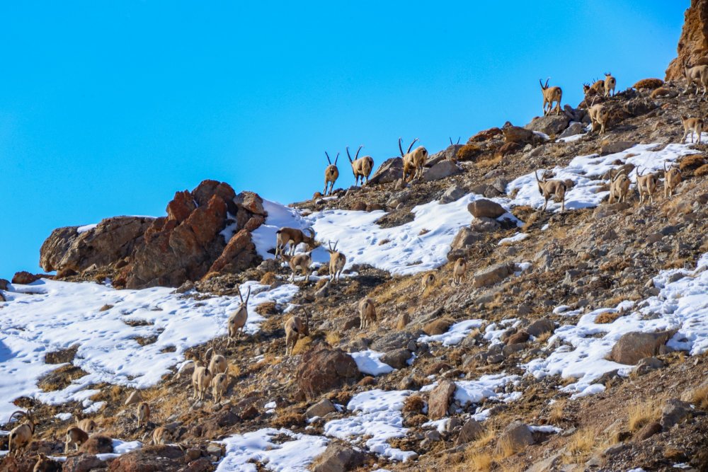 Van'da Pagan Dağı’na renk katan Dağ Keçileri - Van Yabani Keciler.j3