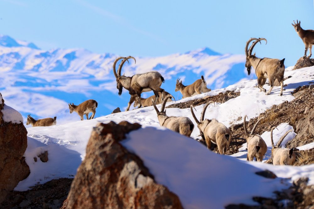 Van'da Pagan Dağı’na renk katan Dağ Keçileri - Van Yabani Keciler