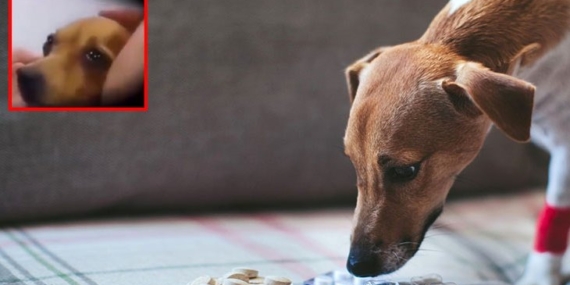 Öleceğini anlayan kanser hastası köpeğin son anları! Kaderini gözyaşlarıyla karşıladı