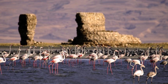 Van’daki flamingo alanı koruma altına alındı