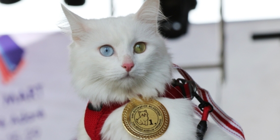 Van Kedisi podyuma çıktı: Mia en güzel kedi seçildi