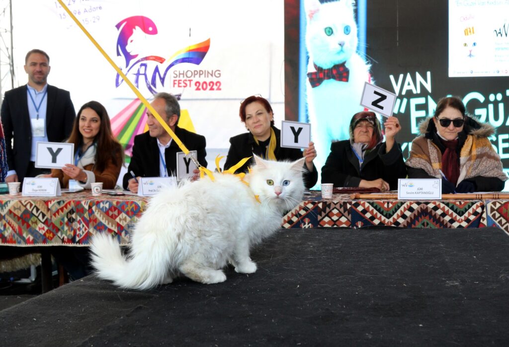 Van Kedisi podyuma çıktı: Mia en güzel kedi seçildi - kedi1