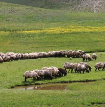 mera yayla