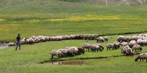 Van ve Hakkari’de yayla ve meralara yasaklama kararı