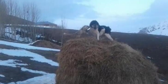 Van’da köpek ile tilkinin boğuşması görüntülere yansıdı