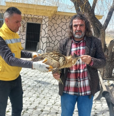 Yaralı halde bulunan Balaban kuşu tedavi altına alındı (3)