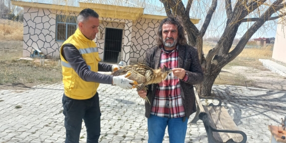 Yaralı halde bulunan Balaban kuşu tedavi altına alındı