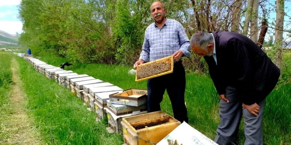 Êdî li quntarên Çiyayê Artosê hingiv nayê hilberandin!