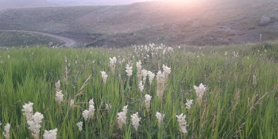 FERAŞÎN