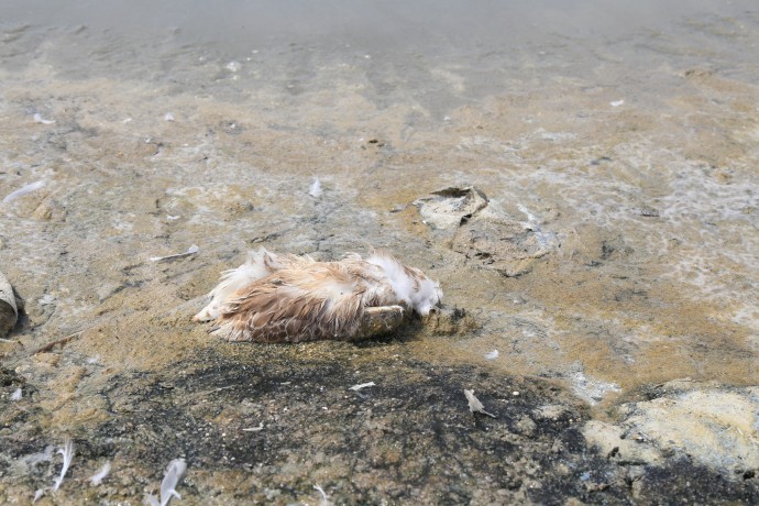 Van ÇEV-DER Eşbaşkanı: Van Gölü tehlikede - van golu kirlilik2