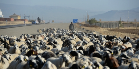 Muş’un yaylalarından yola çıkan göçerler yolu yarıladı