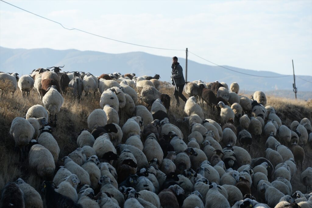 Muş'un yaylalarından yola çıkan göçerler yolu yarıladı - AA 20221108 29379294 29379282 MUSUN YAYLALARINDAN YURUYEREK SANLIURFAYA DONEN GOCERLER YOLU YARILADI