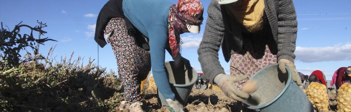 Ahlat Patates üretimi