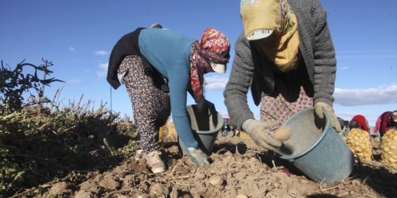 Ahlat’ta patates hasadına başlandı