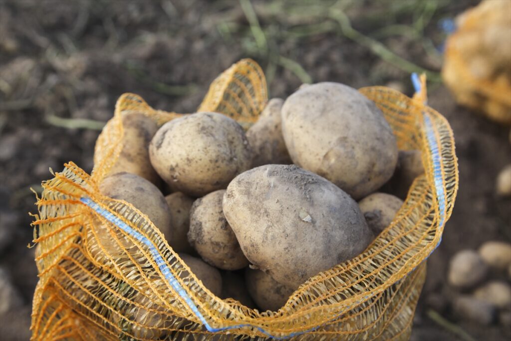 Ahlat'ta patates hasadına başlandı - Ahlat Patates uretimi 1