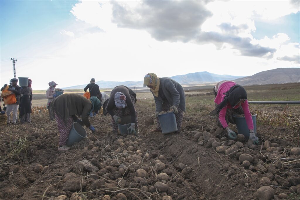 Ahlat'ta patates hasadına başlandı - Ahlat Patates uretimi 2