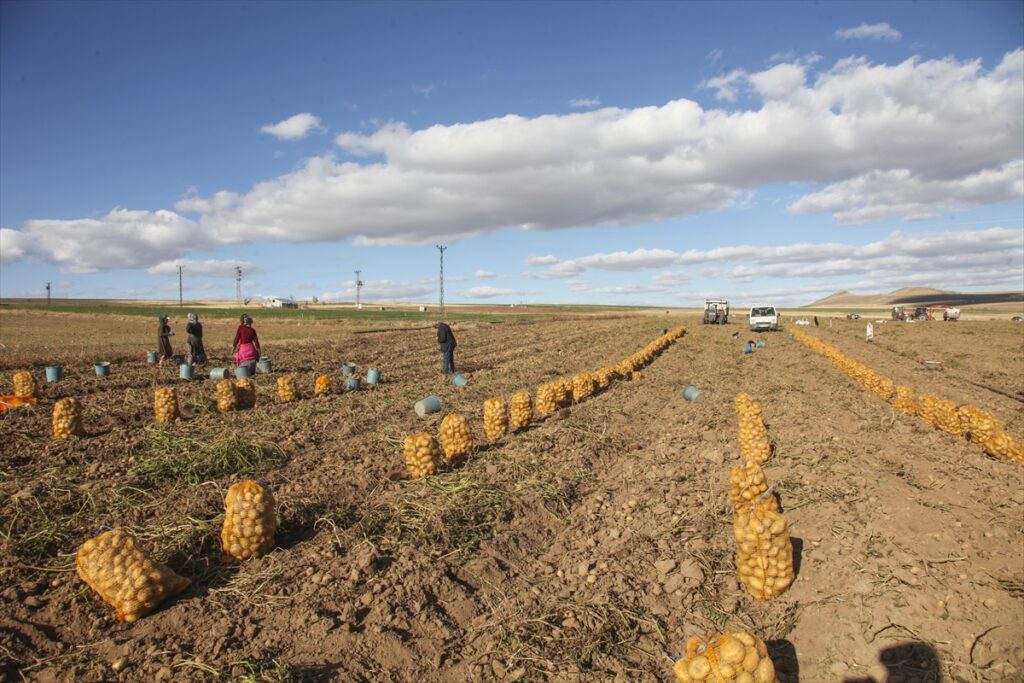 Ahlat'ta patates hasadına başlandı - Ahlat Patates uretimi 3 2