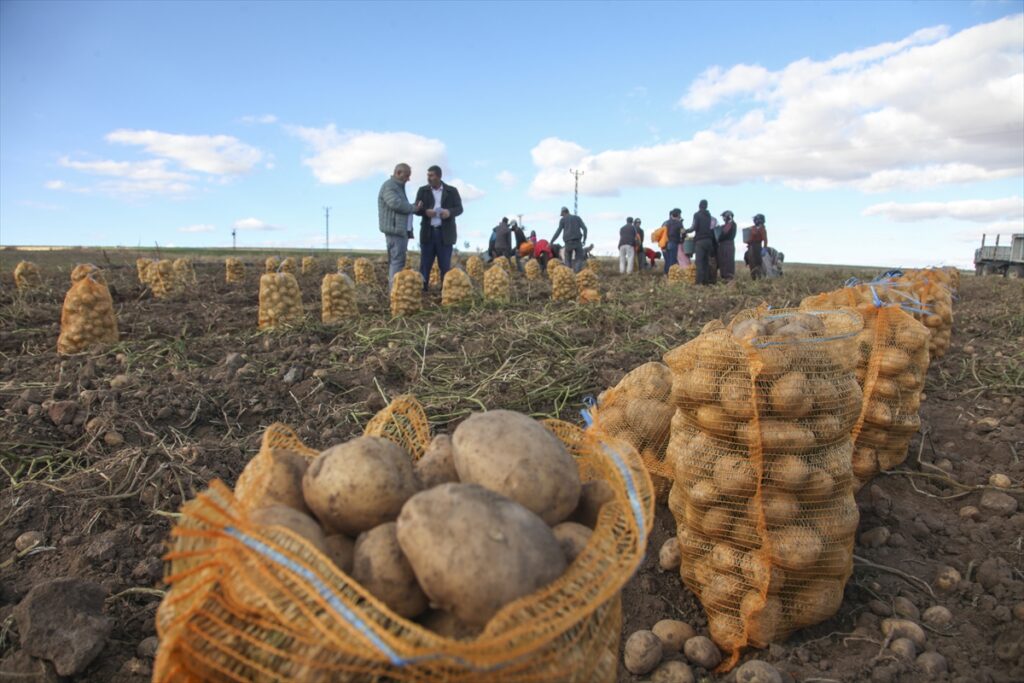 Ahlat'ta patates hasadına başlandı - Ahlat Patates uretimi 5