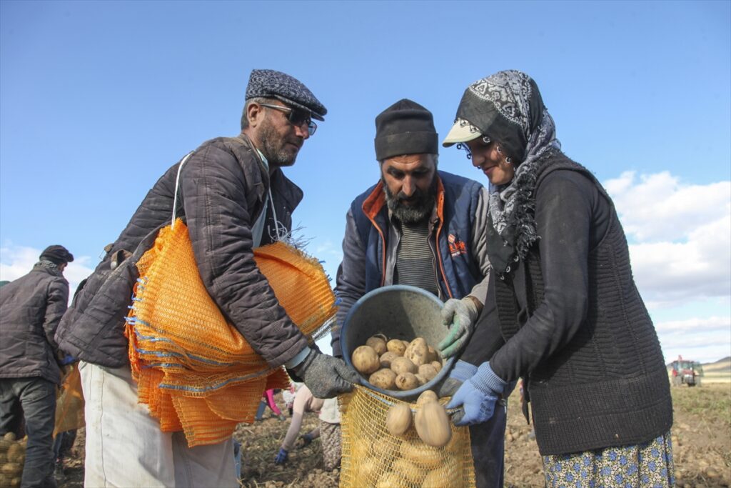 Ahlat'ta patates hasadına başlandı - Ahlat Patates uretimi 6