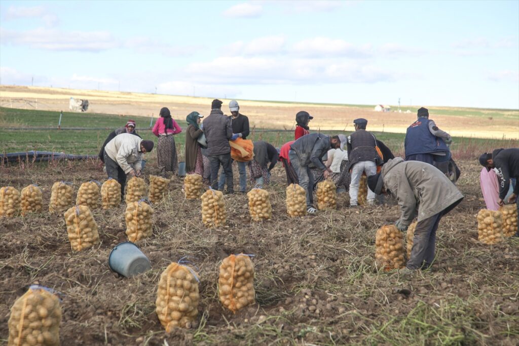 Ahlat'ta patates hasadına başlandı - Ahlat Patates uretimi 7