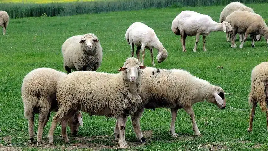Koyunlar araştırma konusu oldu: Aralıklarla lider değiştiriyorlar - koyun arastirma1