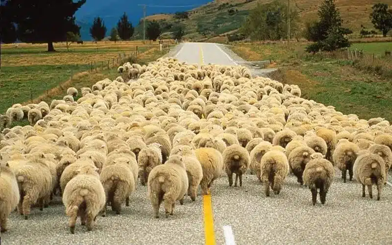 Koyunlar araştırma konusu oldu: Aralıklarla lider değiştiriyorlar - koyun arastirma2