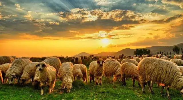 Koyunlar araştırma konusu oldu: Aralıklarla lider değiştiriyorlar - koyun arastirma4