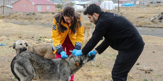 Van’da 5 bin köpeğe kuduz aşısı yapıldı