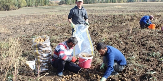 Kars’taki çiftçilerin kar yağışı öncesi patates hasadı sürüyor