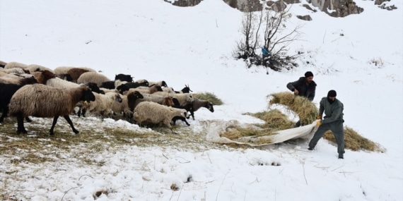 Hakkari’deki besicilerin kış şartlarıyla mücadelesi başladı