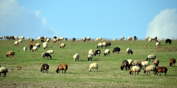 Muş’ta hava şartları besicileri sevindirdi