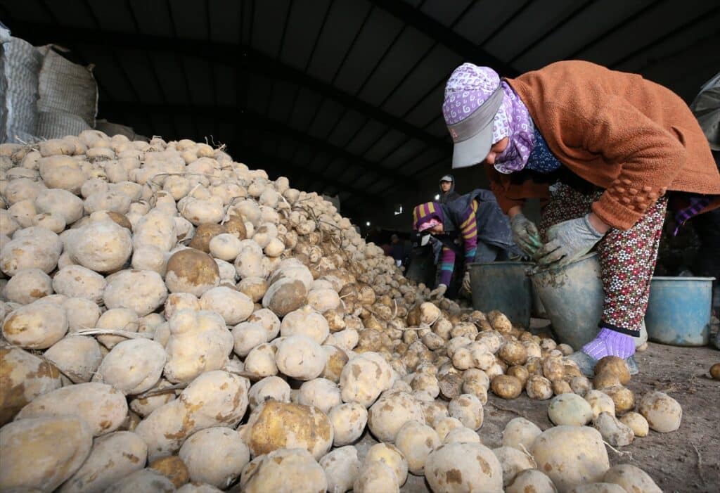 Ahlat’ta sertifikalı tohumluk patatesler yurt dışına gönderiliyor - AA 20221216 29752813 29752802 DOGU ANADOLUNUN PATATES HAVZASINDAN EKONOMIYE 800 MILYON LIRA KATKI