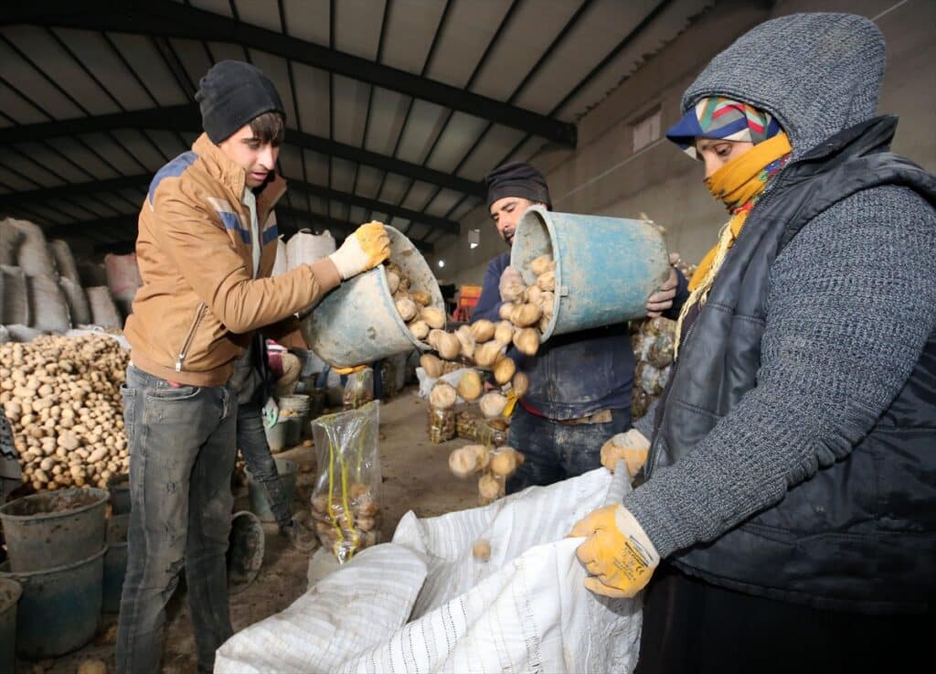 Ahlat’ta sertifikalı tohumluk patatesler yurt dışına gönderiliyor - AA 20221216 29752813 29752804 DOGU ANADOLUNUN PATATES HAVZASINDAN EKONOMIYE 800 MILYON LIRA KATKI