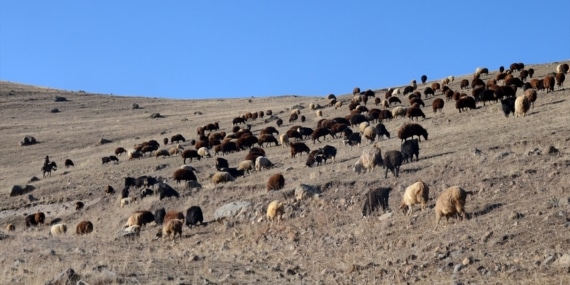 Kars’ta kar yağmamasına en çok sevinen çobanlar oldu