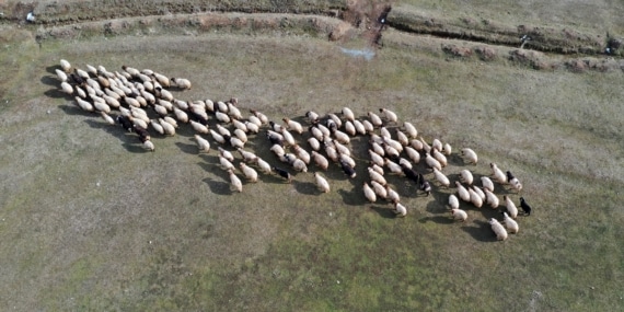 Karın uğramadığı Bitlis’te hayvanlar hala merada