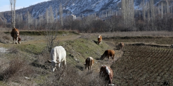 Her sal ji ber berfê rê dihatin girtin, lê îsal qet berf tune