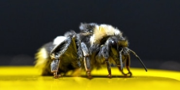 bombus-arilari1