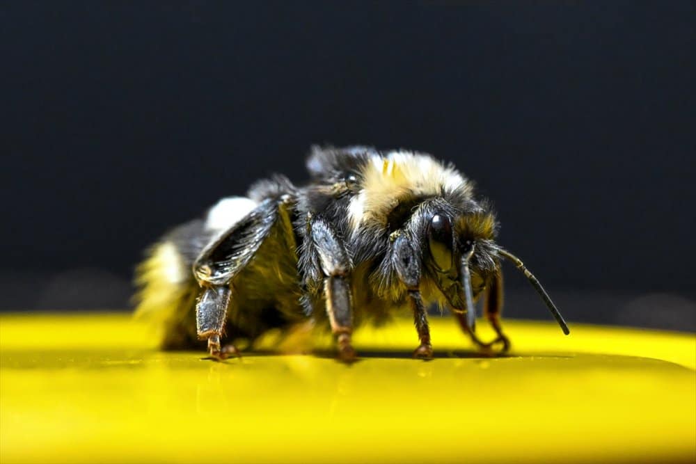 Verimi arttıran ‘bombus arıları’ Van'da yetiştirilmeye başlandı - bombus arilari1