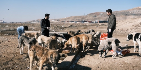 Di demsala zivistanê de heywanên li kolanê birçî dimînin