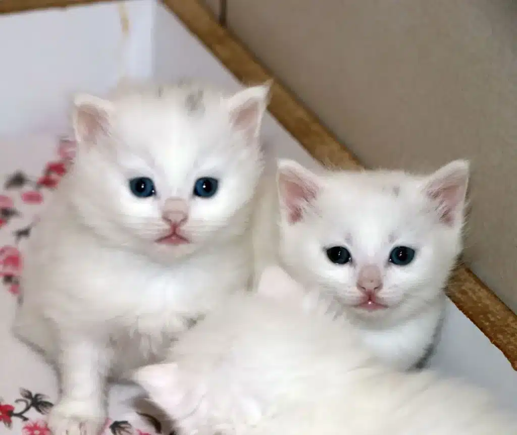 Deprem bölgelerinden kurtarılan Van kedileri ‘Van Kedi Villası’da - depremzede van kedileri van kedi vi NWgN.jpg
